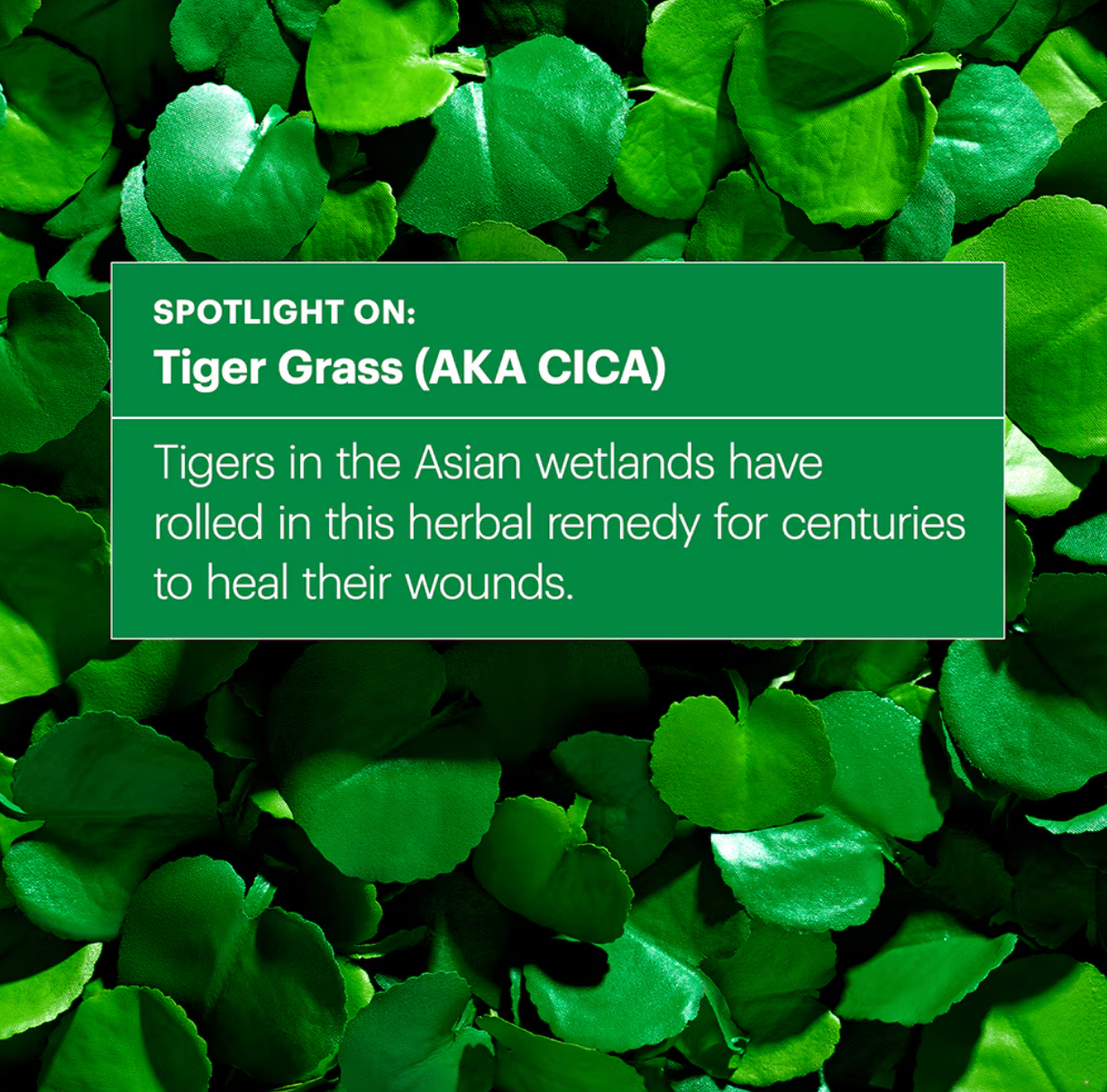 Dr.Jart+ - Cicapair™ Tiger Grass Color Correcting Treatment - Correcting Face Cream - 50ml, Korean skincare